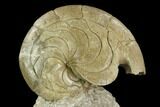 Fossil Nautilus (Aturia) - Boujdour, Morocco #130642-1